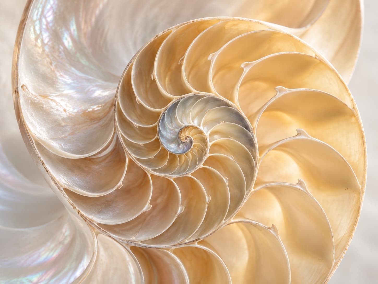 Cross-section of a nautilus shell showing its spiral chambers